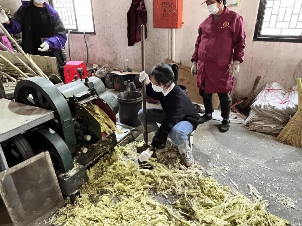 公益助农新体验，乡村振兴正当时 恽代英菁英学校赴新洲红糖小镇开展劳动实践教育